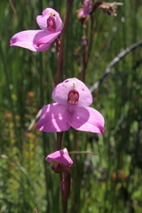Disa racemosa