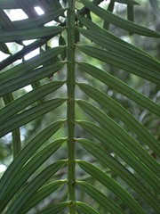 Cephalotaxus