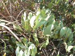 Searsia magalismontana magalismontana