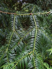 Cephalotaxus