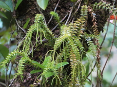 Phlegmariurus phlegmaria