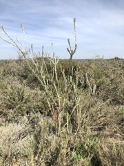 Leucadendron verticillatum