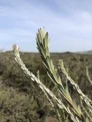 Leucadendron verticillatum