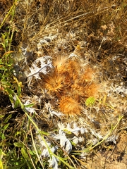 Onopordum acaulon