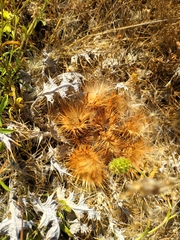 Onopordum acaulon