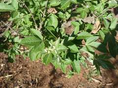 Searsia pyroides