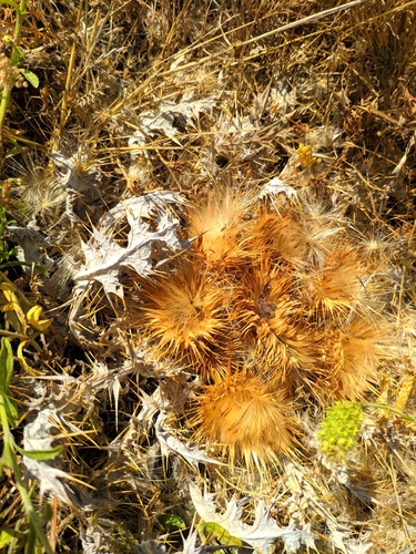 Image of Onopordum acaulon by (c) Denys Vynokurov, some rights reserved (CC BY)