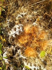 Onopordum acaulon