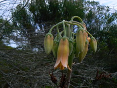 Cotyledon orbiculata orbiculata