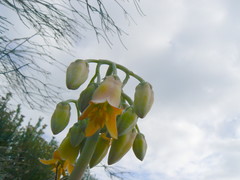 Cotyledon orbiculata orbiculata