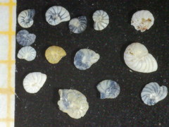 Peneroplis