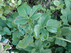 Knowltonia vesicatoria