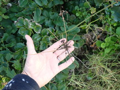 Knowltonia vesicatoria