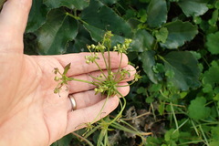 Knowltonia vesicatoria