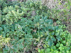 Knowltonia vesicatoria