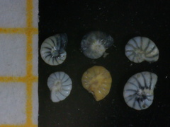 Peneroplis