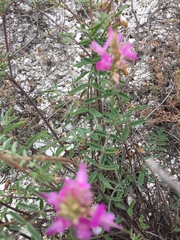 Hedysarum ucrainicum