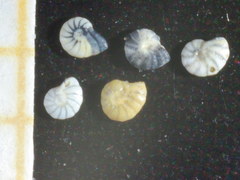 Peneroplis