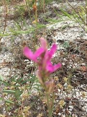 Hedysarum ucrainicum