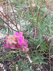 Hedysarum ucrainicum