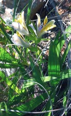 Babiana patula