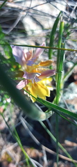 Babiana patula
