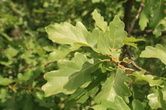 Quercus petraea polycarpa