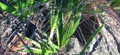 Babiana patula