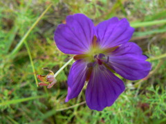 Geranium incanum multifidum