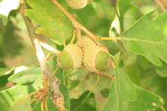 Quercus petraea polycarpa