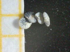 Peneroplis