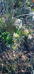 Babiana patula