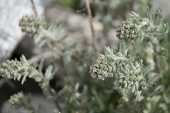 Artemisia genipi