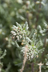 Artemisia genipi