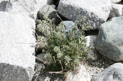 Artemisia genipi