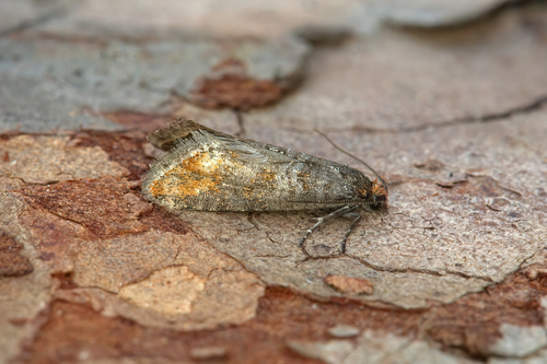 Elgin Shoot Moth