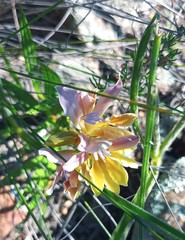 Babiana patula
