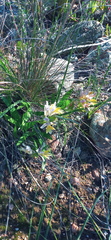 Babiana patula
