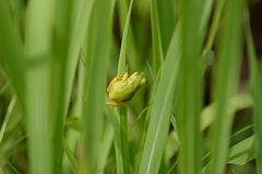 Hyla japonica