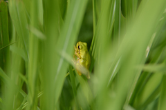 Hyla japonica
