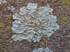 Punctelia subrudecta