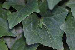 Euconocephalus nasutus