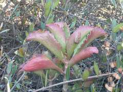 Kalanchoe sexangularis sexangularis