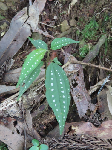 Blastus cochinchinensis iNat (2)