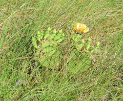 Opuntia anahuacensis