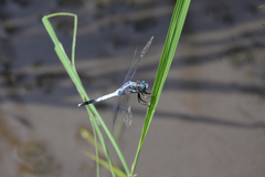 Orthetrum albistylum
