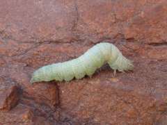 Exophyla multistriata