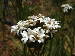 Corymbium villosum