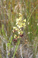 Tritoniopsis parviflora parviflora