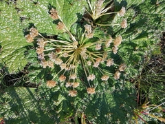 Arctopus echinatus